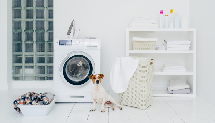 cane jackrussel accanto a lavatrice e bucato
