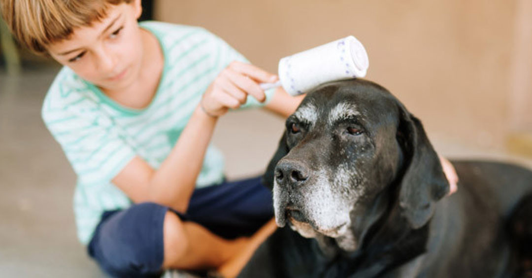 Togli Peli Animali Rullo Spazzola per Cani e Gatti